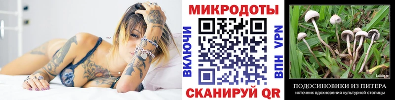 Галлюциногенные грибы Psilocybe Новокубанск